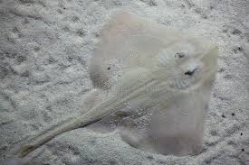 Image result for Raja undulata