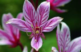 Image result for Diptam