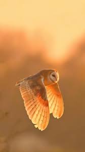 Image result for England Staffordshire Birding Club