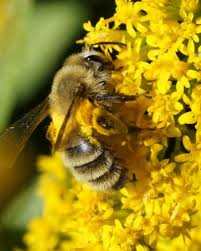 Attēlu rezultāti vaicājumam “Andrena”