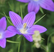 Attēlu rezultāti vaicājumam “Campanula patula”