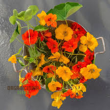 Attēlu rezultāti vaicājumam “Tropaeolum majus”