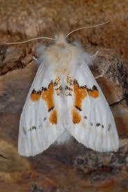 Attēlu rezultāti vaicājumam “Leucodonta bicoloria imago”