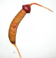 Attēlu rezultāti vaicājumam “Atrichum undulatum sporophyte”