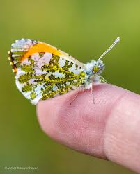 Attēlu rezultāti vaicājumam “Anthocharis cardamines male”