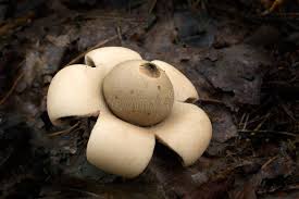 Attēlu rezultāti vaicājumam “Geastrum fimbriatum”