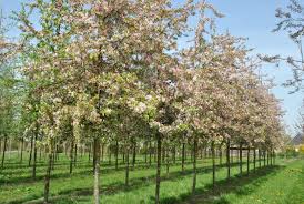 Attēlu rezultāti vaicājumam “Malus”