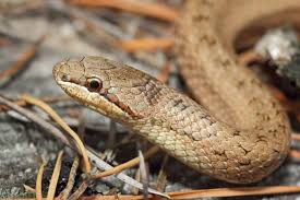 Attēlu rezultāti vaicājumam “Coronella austriaca adult”