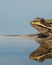 Attēlu rezultāti vaicājumam “Pelophylax”