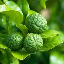 Attēlu rezultāti vaicājumam “Carex limosa fruit”