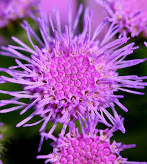 Image result for Ageratum mexicanum