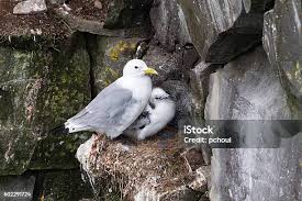 Attēlu rezultāti vaicājumam “Rissa tridactyla adult”