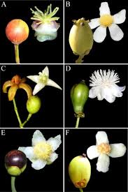 Attēlu rezultāti vaicājumam “Clusiaceae”