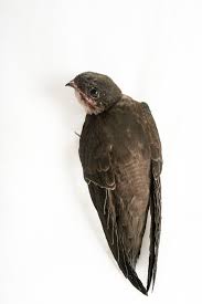 Image result for Chaetura pelagica