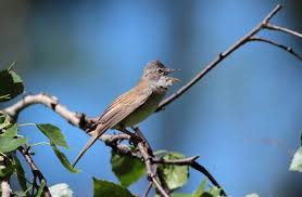 Attēlu rezultāti vaicājumam “Sylvia communis”