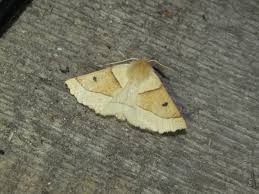 Attēlu rezultāti vaicājumam “Crocallis elinguaria larva”