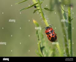 Attēlu rezultāti vaicājumam “Eurydema dominulus imago”