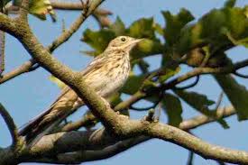 Attēlu rezultāti vaicājumam “Anthus trivialis”