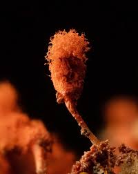 Attēlu rezultāti vaicājumam “Arcyria denudata stalked”