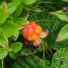 Attēlu rezultāti vaicājumam “Rubus chamaemorus leaf”