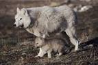 FROZEN PLANET Episode 2 photo gallery | Discover Wildlife