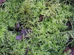 Attēlu rezultāti vaicājumam “Campyliadelphus elodes”