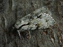 Attēlu rezultāti vaicājumam “Acronicta cuspis”