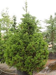 Attēlu rezultāti vaicājumam “Abies sibirica”