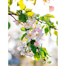 Attēlu rezultāti vaicājumam “Malus domestica flower”