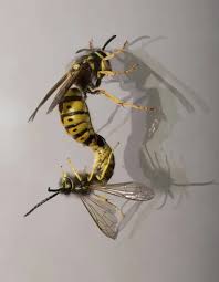 Attēlu rezultāti vaicājumam “Vespula germanica male”