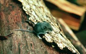 Attēlu rezultāti vaicājumam “Cricetidae”