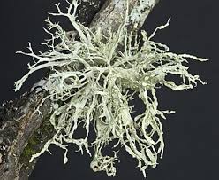 Attēlu rezultāti vaicājumam “Ramalina farinacea”