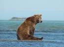 bears being funny