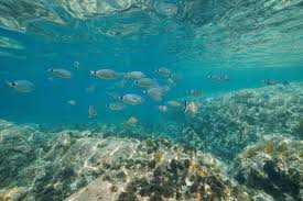 Image result for Oblada melanurus