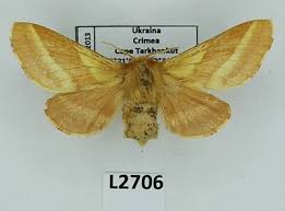 Attēlu rezultāti vaicājumam “Malacosoma castrensis”