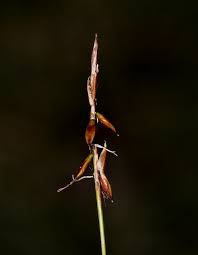 Attēlu rezultāti vaicājumam “Carex pulicaris”