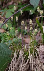 Attēlu rezultāti vaicājumam “Carex montana”