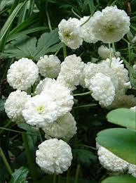 Image result for Tanacetum parthenium 'Tetraweiss'