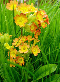 Attēlu rezultāti vaicājumam “Oenothera rubricauli flower”