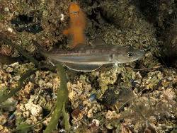 Image result for Merlangius merlangus