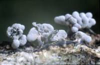 Attēlu rezultāti vaicājumam “Physarum compressum”