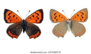 Attēlu rezultāti vaicājumam “Lycaena phlaeas underside”