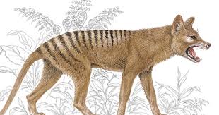 Attēlu rezultāti vaicājumam “Diderma tigrinum”