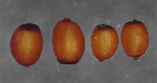 Attēlu rezultāti vaicājumam “Juncus bufonius fruit”