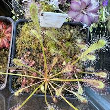 Attēlu rezultāti vaicājumam “Drosera anglica fruit”