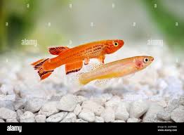 Image result for Aphyosemion