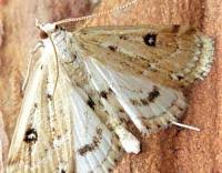 Attēlu rezultāti vaicājumam “Parapoynx stratiotata”