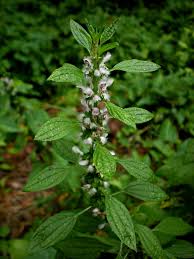 Image result for Leonurus cardiaca