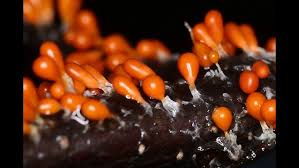 Attēlu rezultāti vaicājumam “Leocarpus fragilis macro”