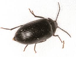 Attēlu rezultāti vaicājumam “Prionychus ater”